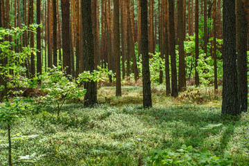 nice forest © Maksim Shebeko