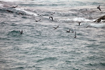 Inca tern, Larosterna inca, catch fish, Matarani, Peru