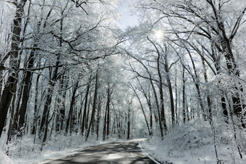 Snowy Winter Road Scene