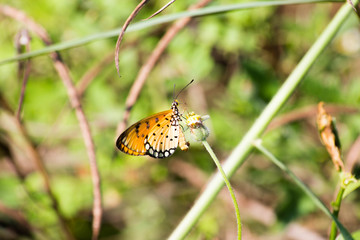 Obraz premium Butterfly