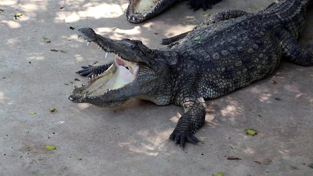 Two big crocodiles with open mouths
