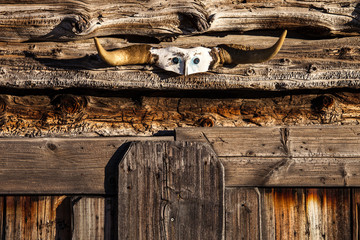 Wooden texture wall with horns