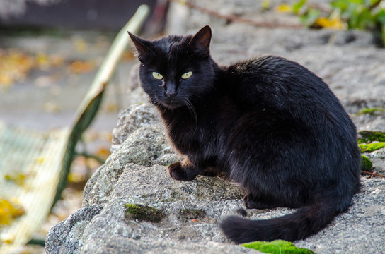 GATO NEGRO OJOS VERDES
