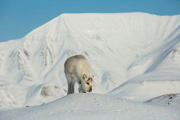 Naklejka premium Little fluffy reindeer grazing on the snow. Beautiful white snowy landscape. Mountains and blue sky on the background. Sunny weather. Longyearbyen, Svalbard. 