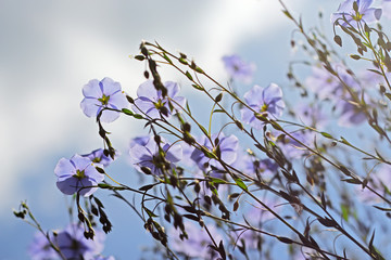 Лён ( Línum) — род растений семейства Льновые (Linaceae)