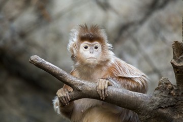 Javan lutung (Trachypithecus auratus)