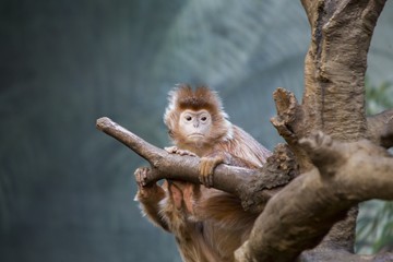 Javan lutung (Trachypithecus auratus)