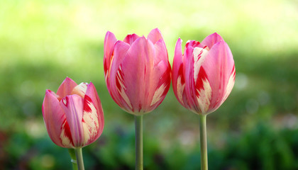 pink tulip