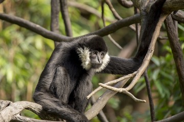 White Cheeked Gibbon (Nomascus leucogenys)