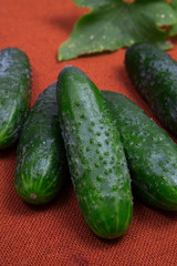 cucumber