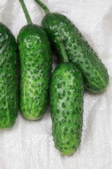 cucumber