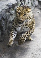 leopard runing