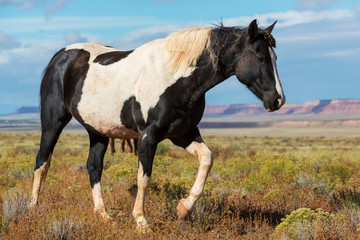 Obraz premium Horse