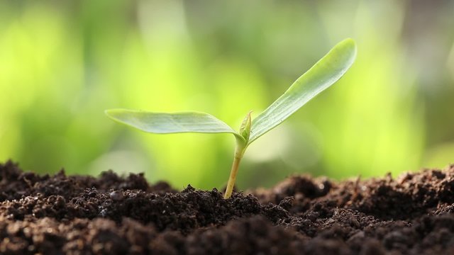 A woman planted a young plant in soil
