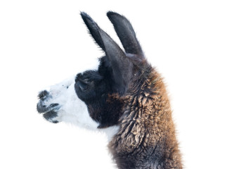 Beautiful lama portrait