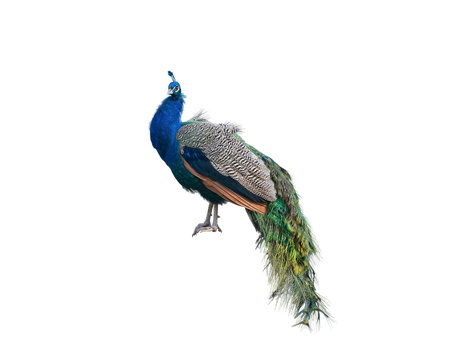 Fototapeta The big peacock
