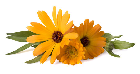 calendula officinalis with leaves on a white background
