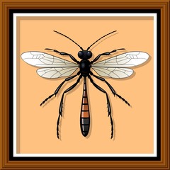 Entomological exhibit - Wasp in the frame. Vector illustration.