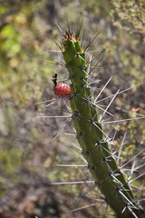 succulents Colca Canyon, Peru