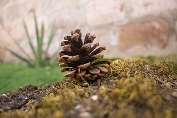 Cone on a tree in the green grass