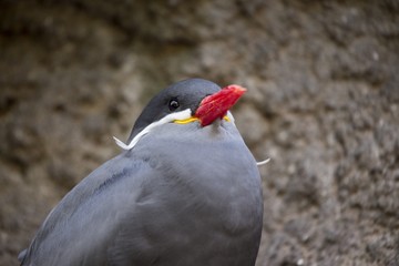 Inca Tern (Larosterna inca)