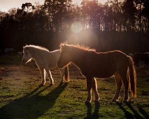 Islandpferde in der Abendsonne © Ingairis