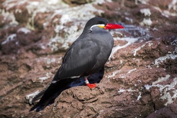 Inca Tern (Larosterna inca)