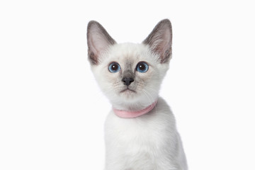 Kitten. Thai cat on white background