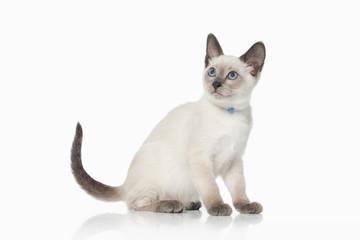 Kitten. Thai cat on white background