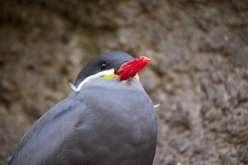 Inca Tern (Larosterna inca)