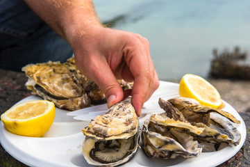 Male hand holding oysters