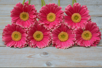 pink yellow  gerber daisies in a border row on grey old wooden shelves background with empty copy space