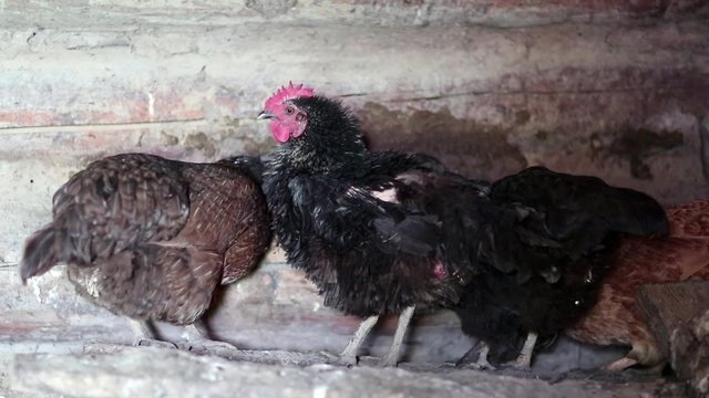 Chickens in the henhouse. Poultry farm. Four chickens
