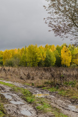 Beautiful autumn forest with white birch and yellow leaves