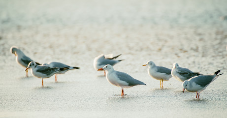 Sea gulls at water