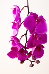 Beautiful pink orchid on the white background.
