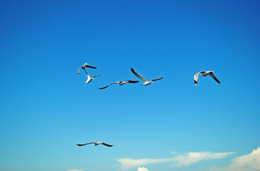 birds in the sky background