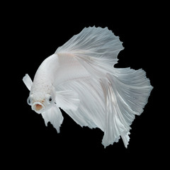 Betta fish