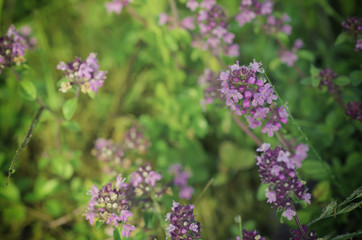 Thymus with flowers