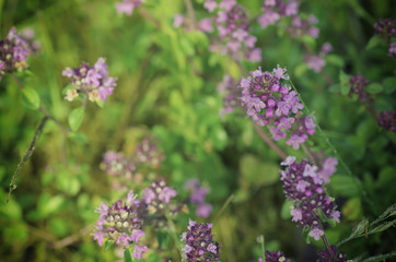 Obraz premium Thymus with flowers