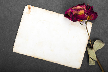 Dried red rose and blank photograph
