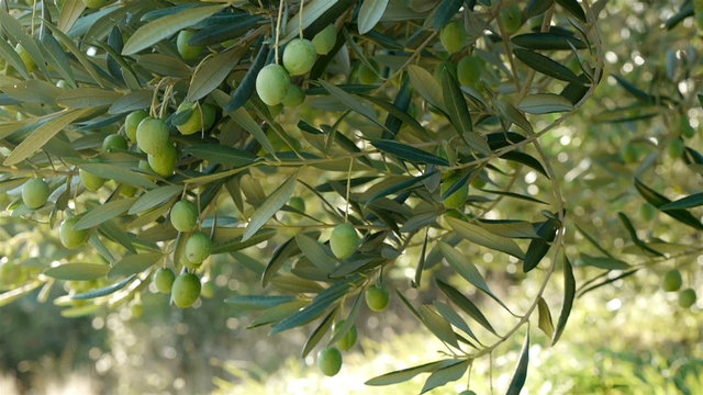 Green olives on olive tree at plantation close up
