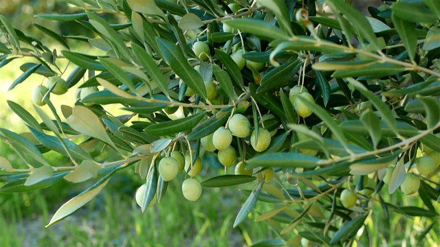 Green olives on olive tree ready to harvesting