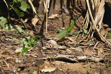 Ameiva ssp.Lake Sandoval, Amazonia, Peru