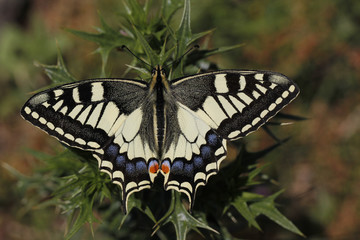 Papilio machaon, Swallowtail butterfly from Italy, Europe