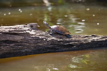 yellow-spotted Amazon river turtle, Podocnemis unifilis Lake Sandoval, Amazonia, Peru