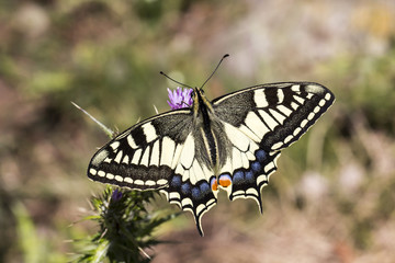 Papilio machaon, Swallowtail butterfly from Italy, Europe