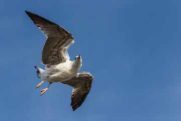 Seagull flying and looking into camera