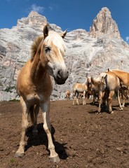 Fototapeta premium Horses under Monte Pelmo in Italian Dolomities