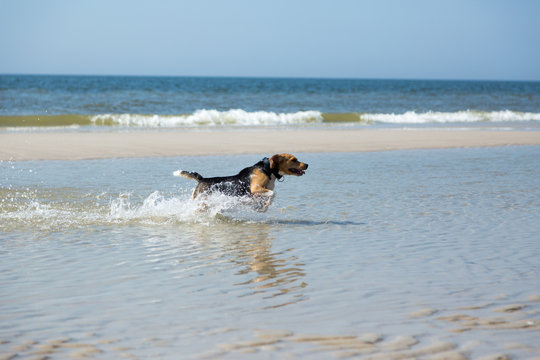 Beagle geniesst Sylter Strand